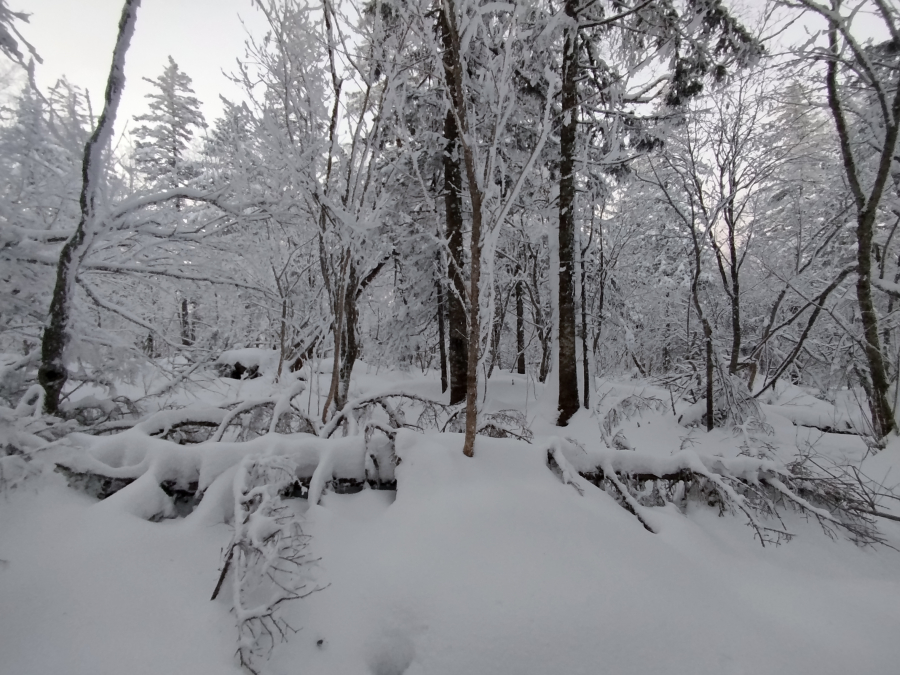 Типичный пример буреломного островка ближе к вершине. Мелочь, а неприятно.