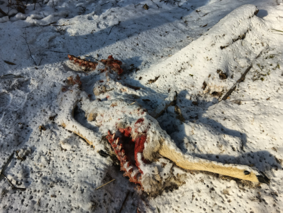 Остатки обеда тигра